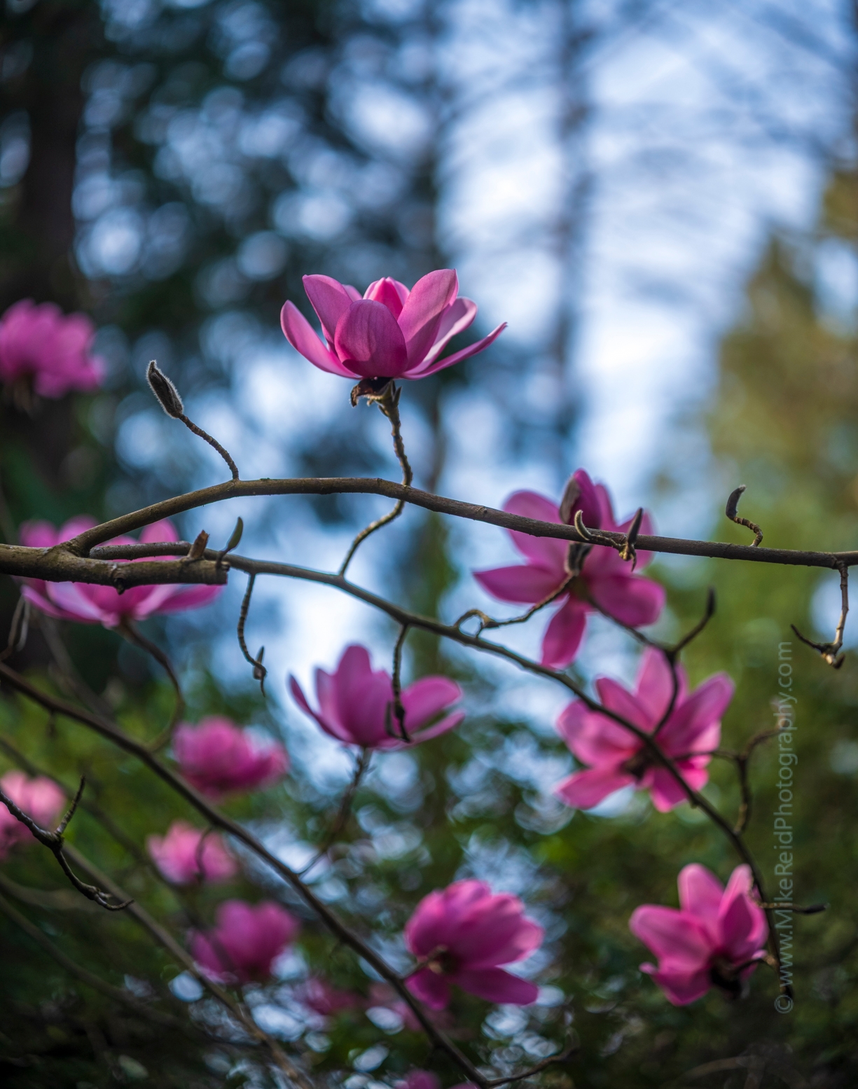 Flower Photography Pink Magnolias Zeiss Otus