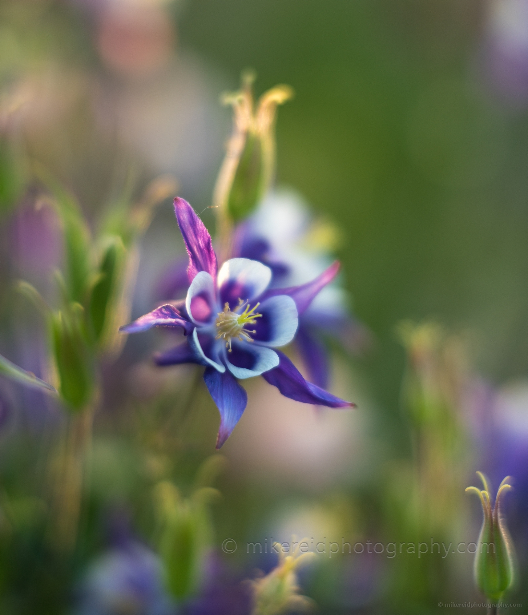Flower Photography Purple Columbine Closeup Macro.jpg