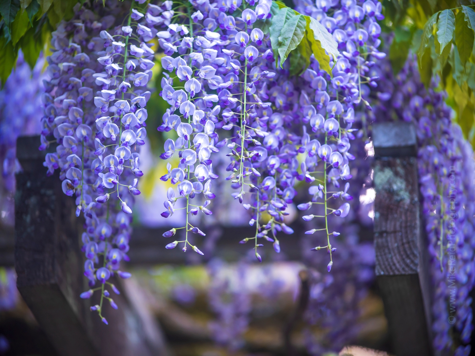 Flower Photography Purple Wisterias