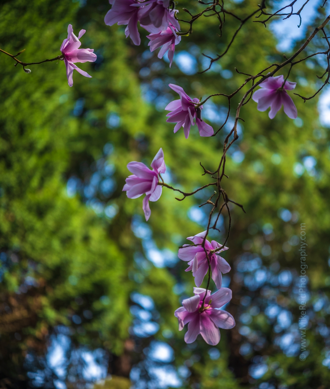 Flower Photography Sunlit Pink Magnolias