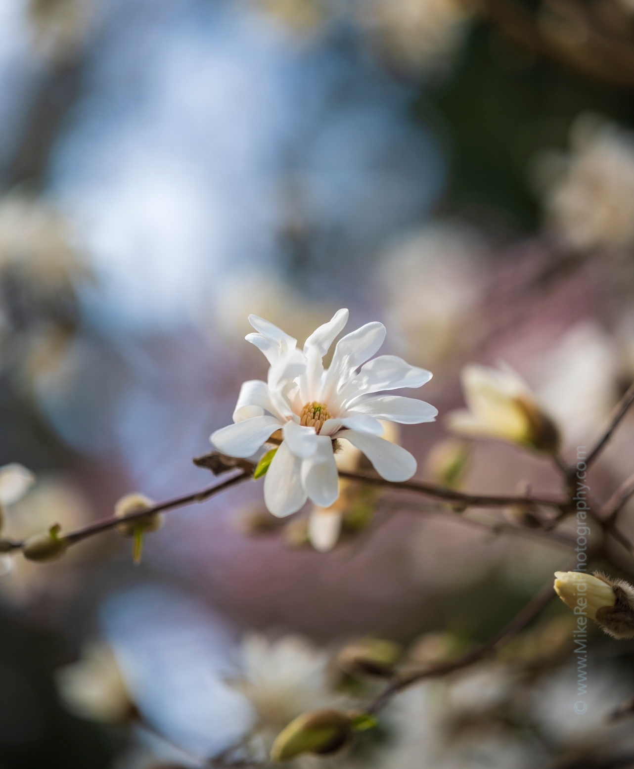 Flower Photography White Magnolia .jpg