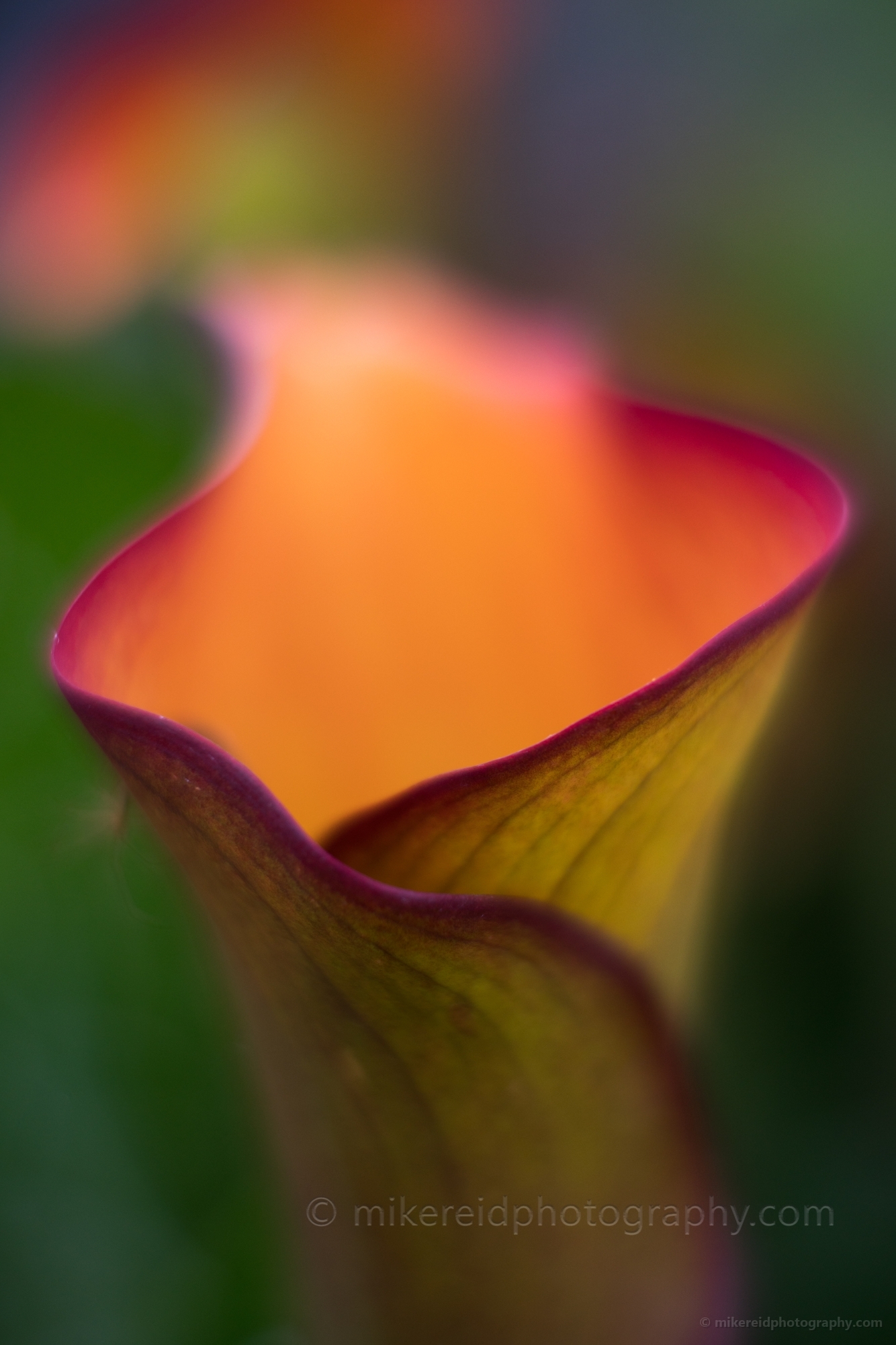 Flower Photography Yellow Calla Closeup