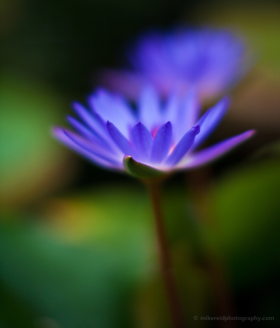 Glowing Blue Water Lily