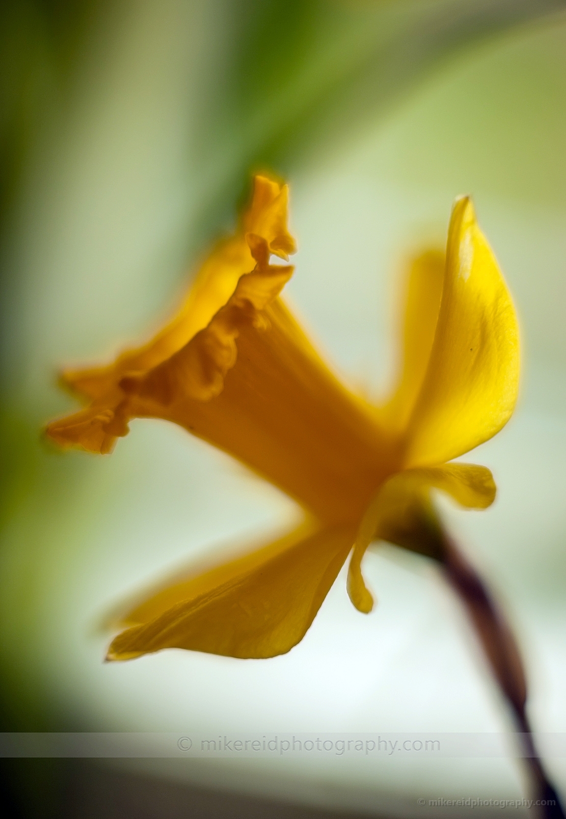 Graceful Daffodil