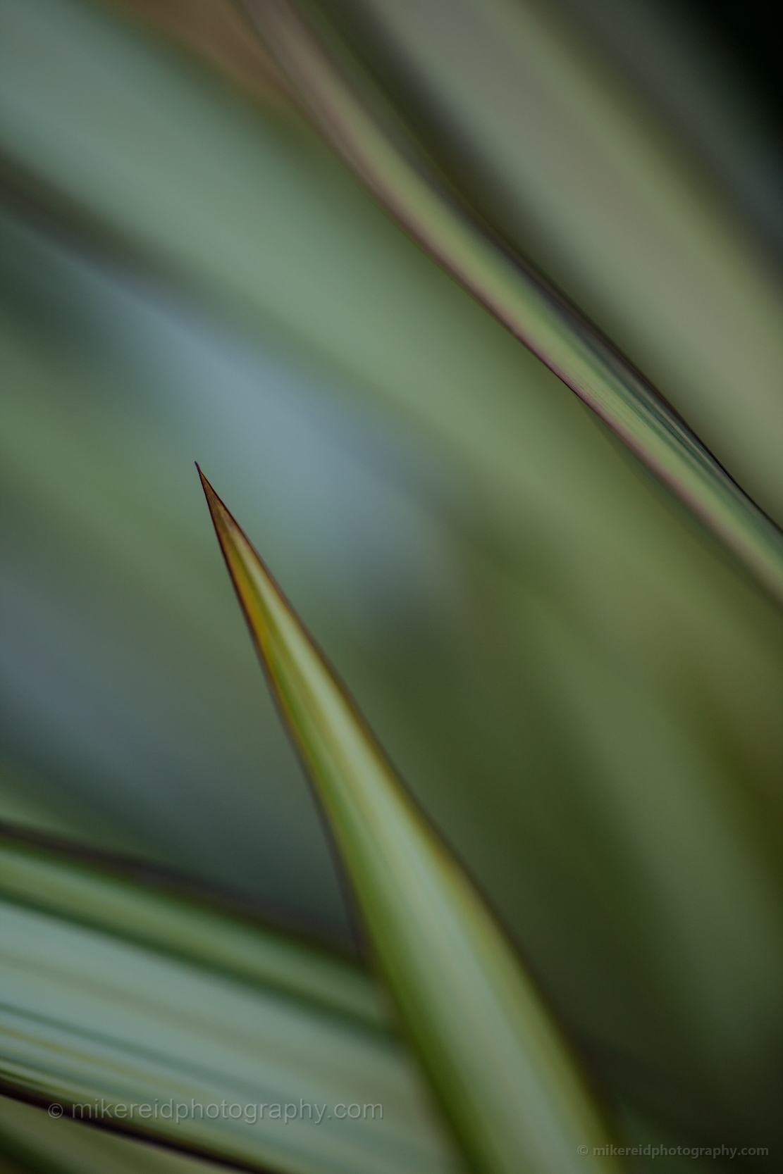 Green Blades of New Zealand Flax Grass.jpg