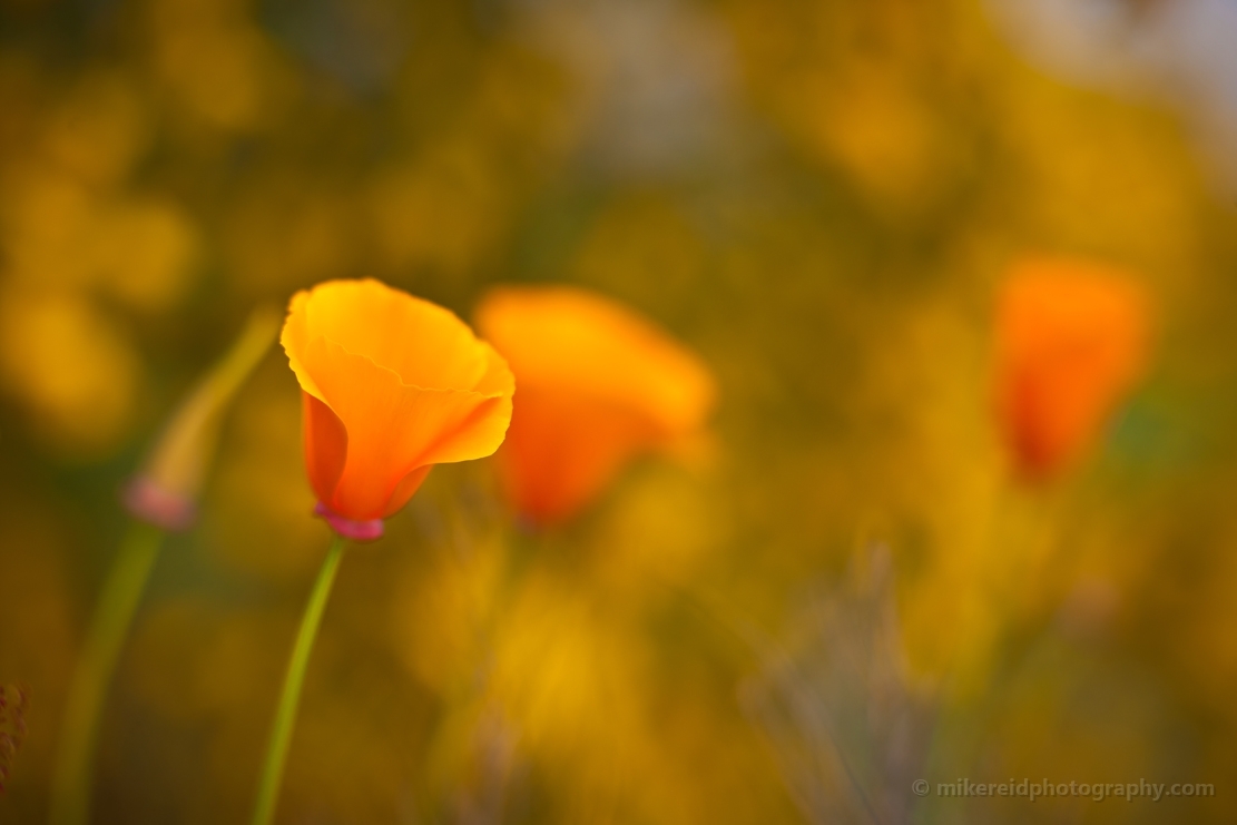 Group of Yellow Gold Poppies Image.jpg