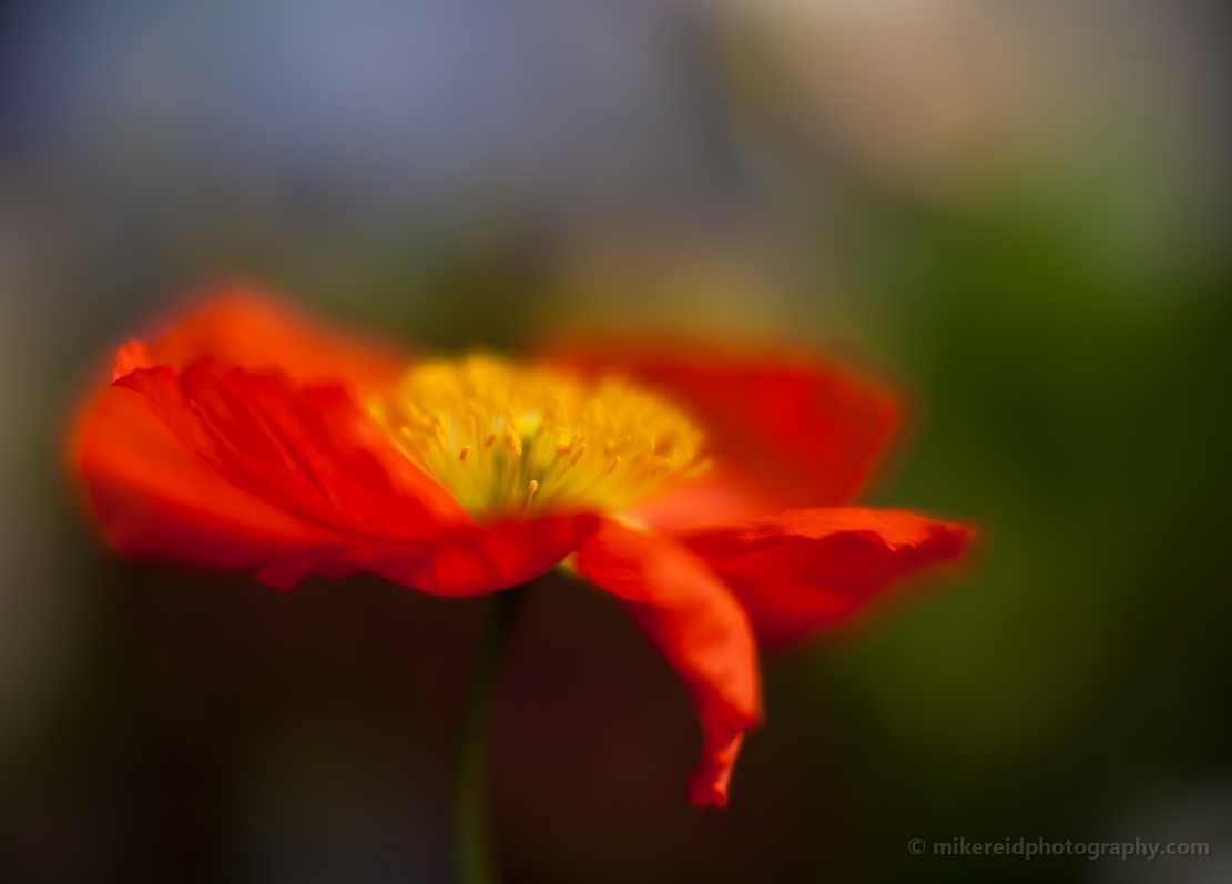 Impressionist Poppy Flower Photography.jpg 