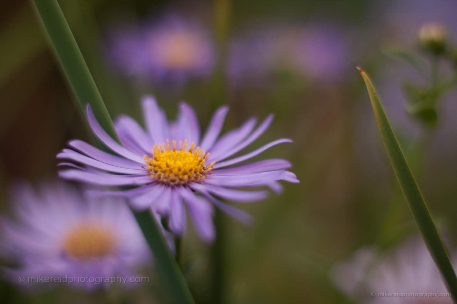 Lavender Daisy Flowers Image.jpg 