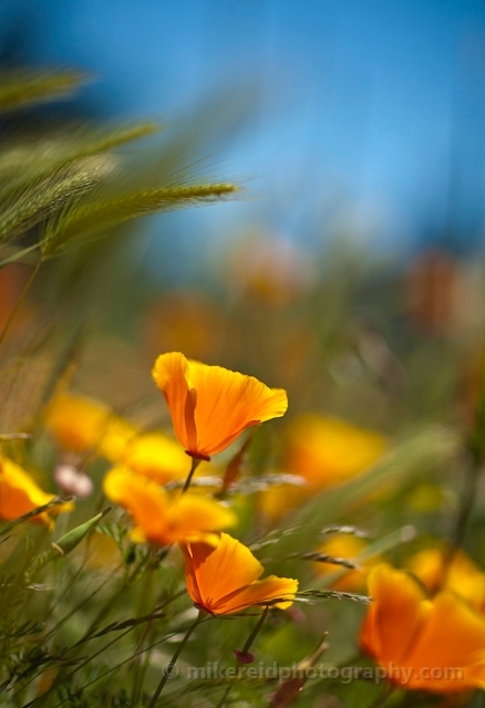 Orange California Poppies Flowers Image.jpg