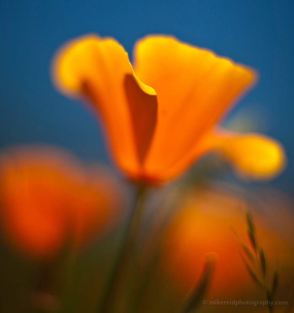 Orange Poppy Glow Photo