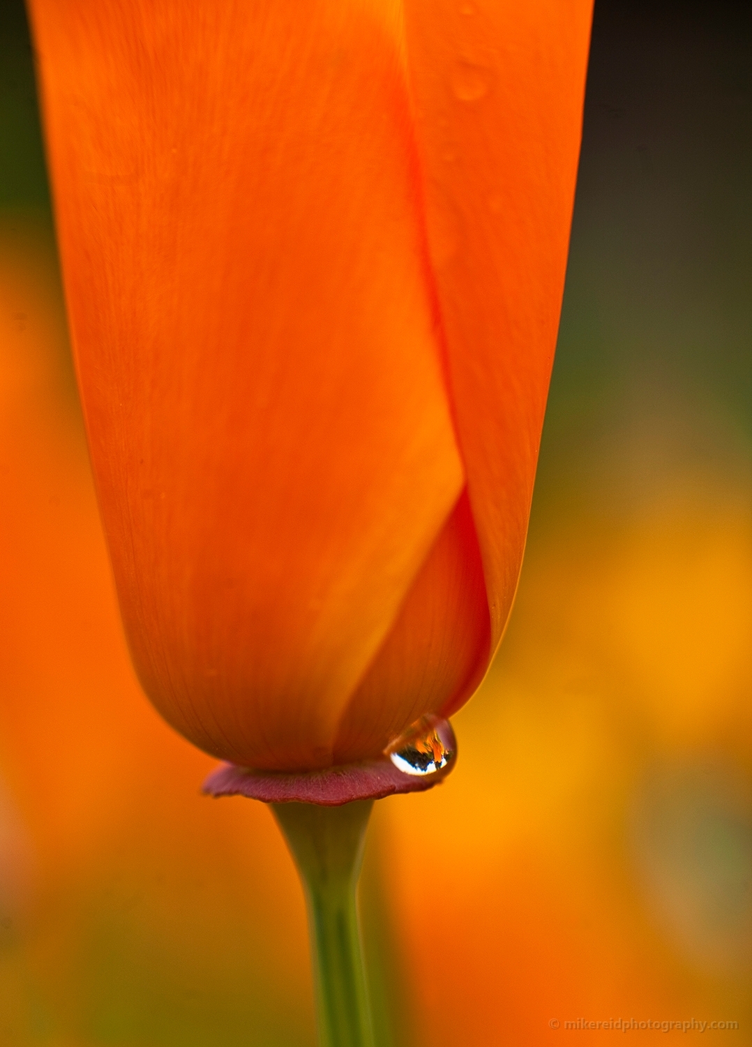 Orange Poppy Water Drop Photography.jpg