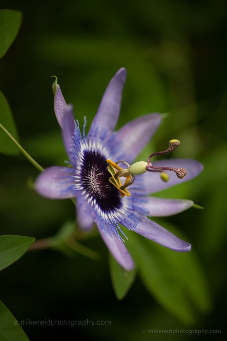 Passion Flower Photo Imagery