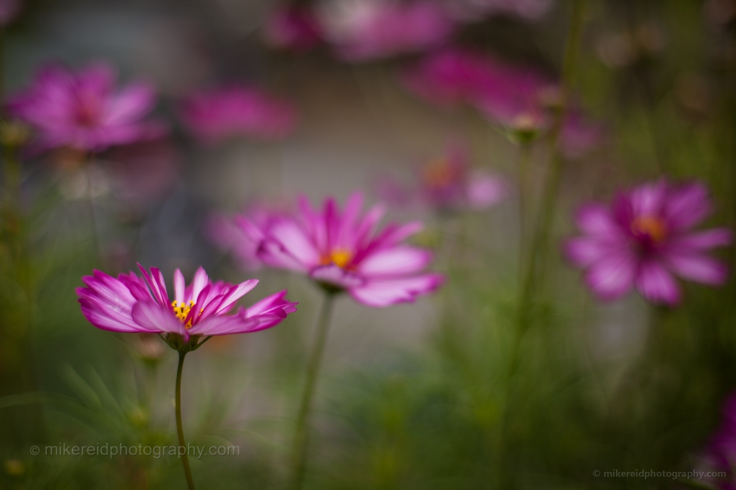 Pink Cosmos Flower Photograph.jpg