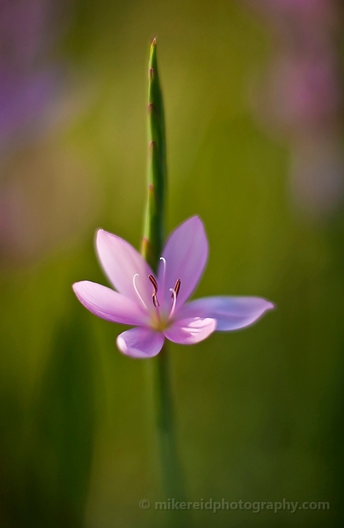 Pink Crocus Soft Floral Photography.jpg