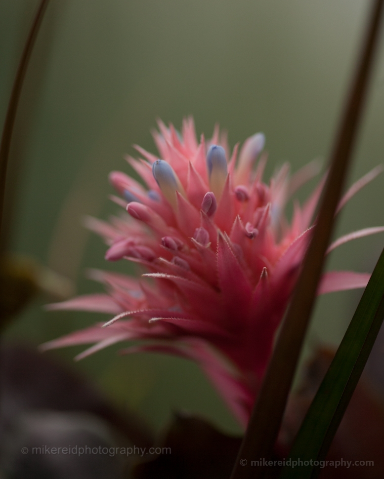 Pink Succulent Photography.jpg