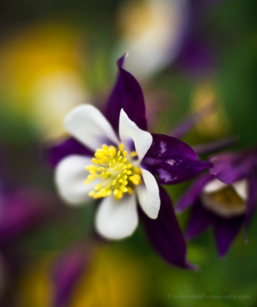 Purple Columbine Floral Photo.jpg