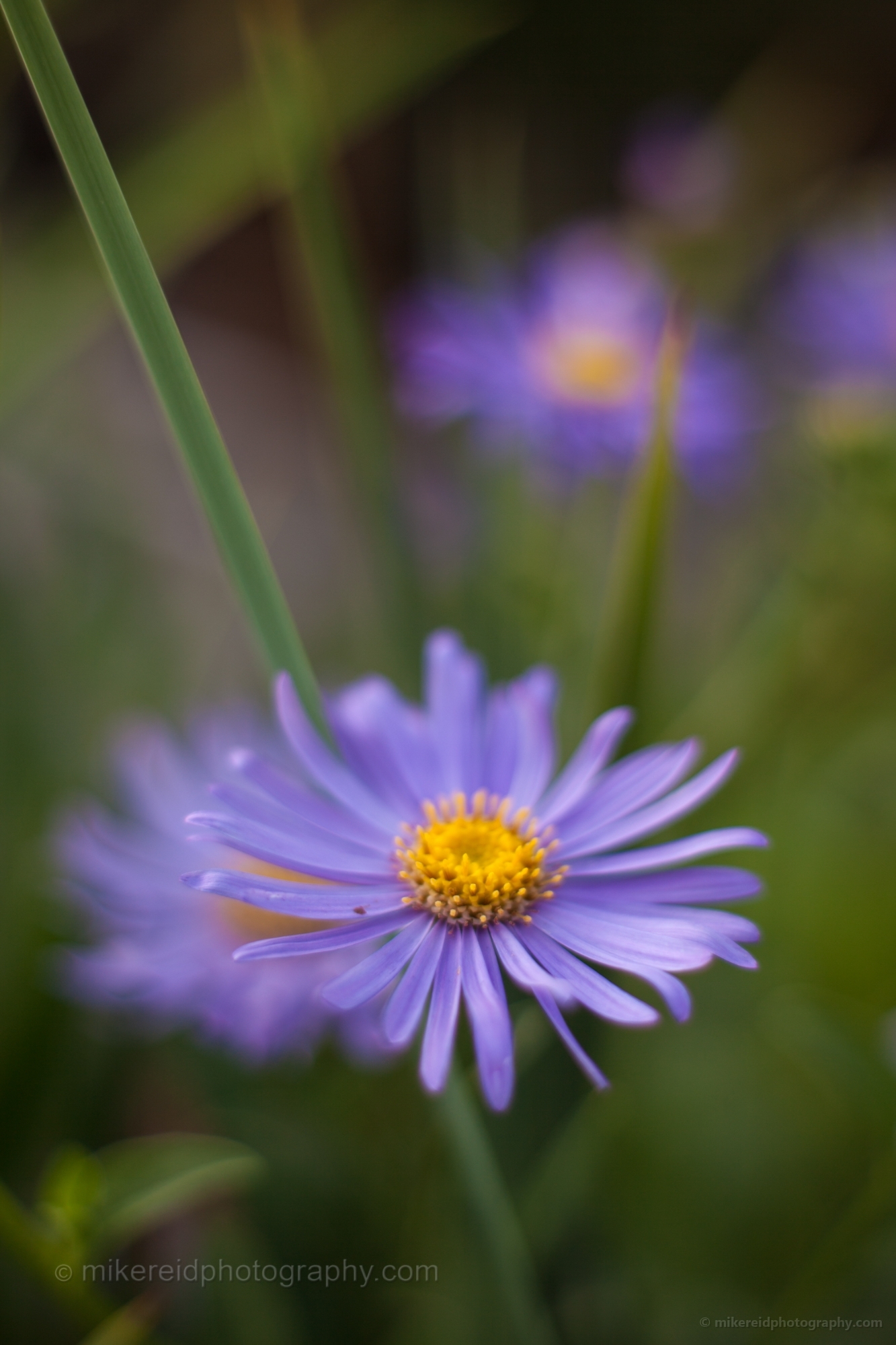 Purple Daisy Flowers Image