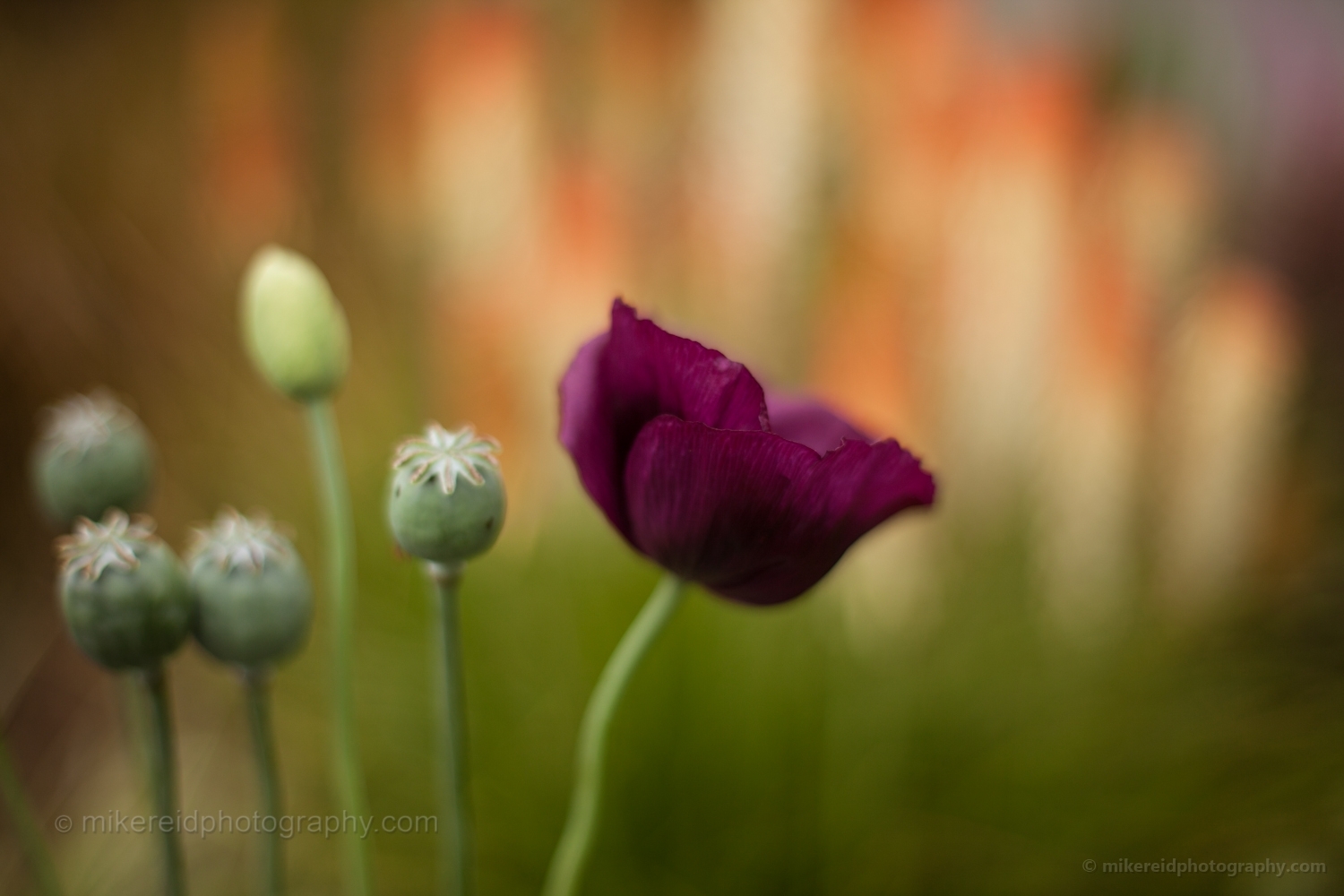 Purple Poppy Flower.jpg