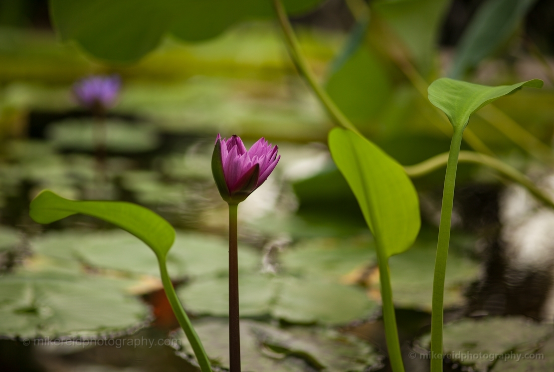 Purple Water Lilly Flowers