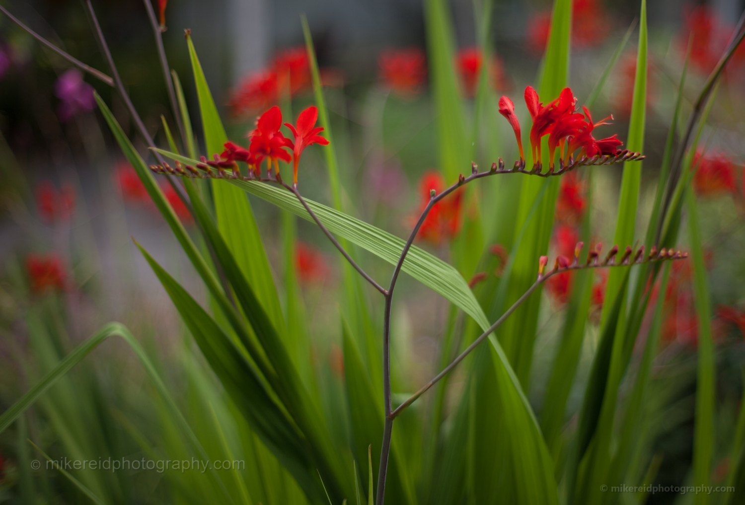 Red Crocosmia Flower Fields.jpg