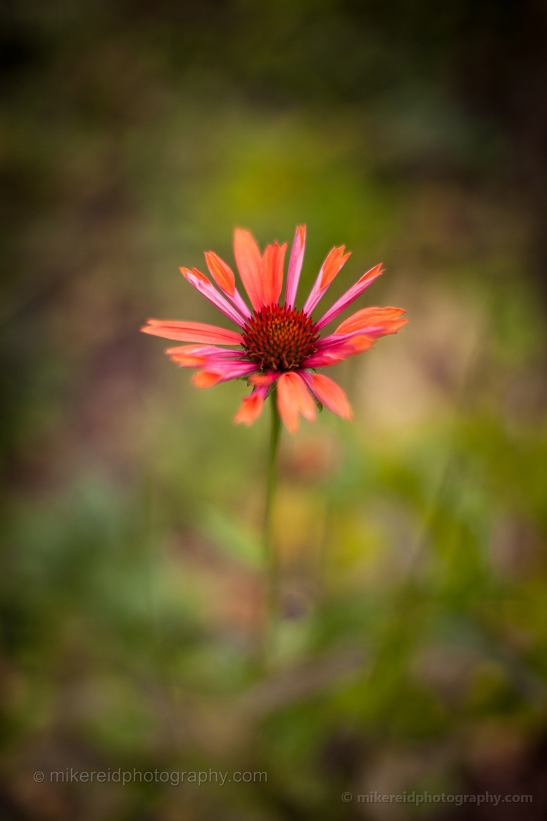 Red Gerbera Flower Photograph.jpg