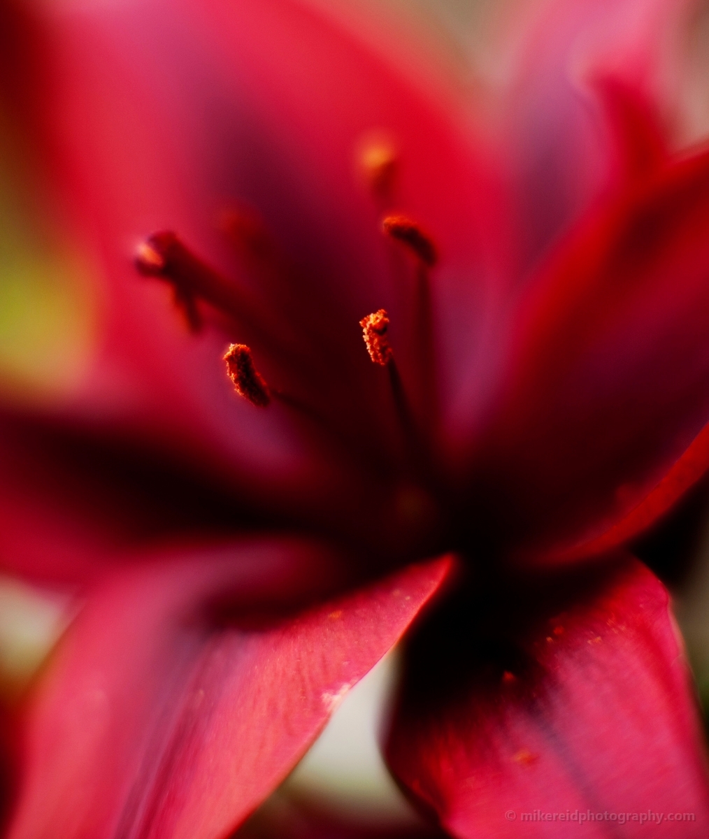 Red Lilly Flower Photography.jpg