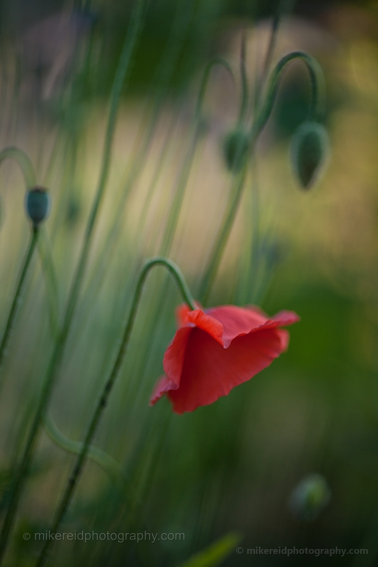 Red Poppy Floral Photography.jpg