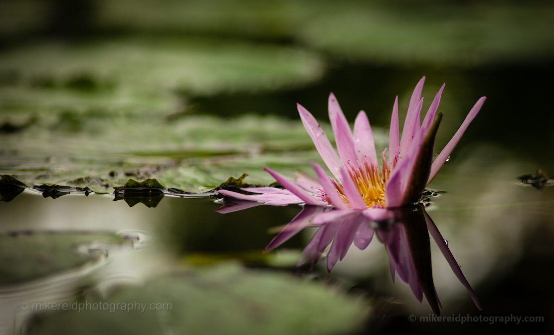 Single Pink Water Lilly Flower