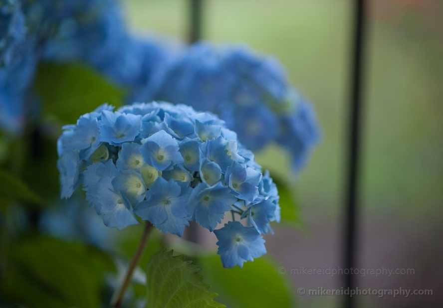 Soft Blue Hydrangea
