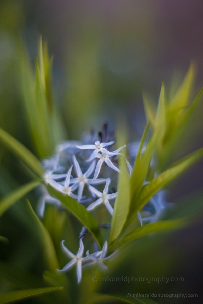 Star Flower Dream.jpg