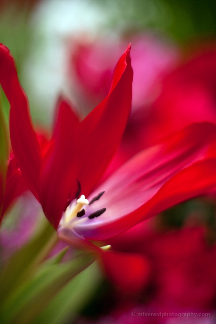 Tulip Flower Details