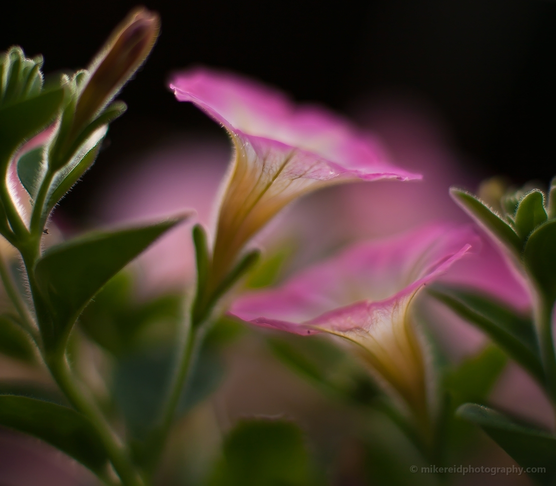 Two Pink Flower Abstracts