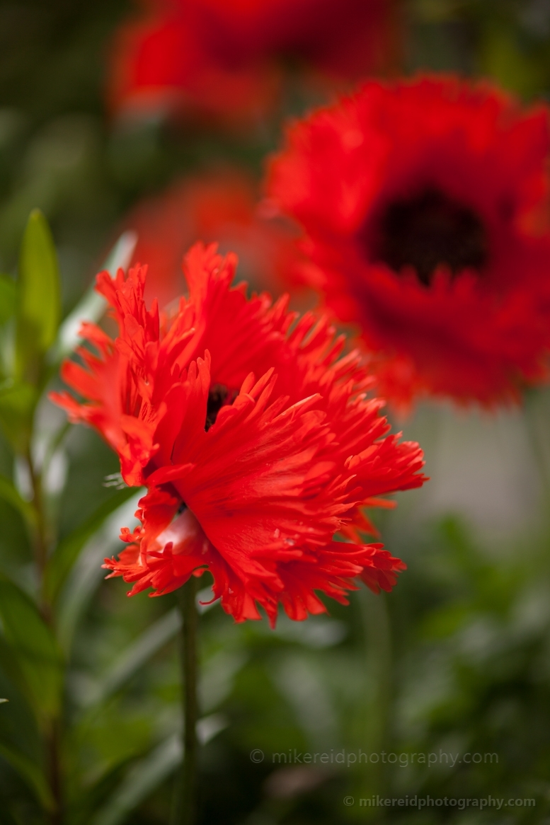 Vibrant Red Poppies.jpg