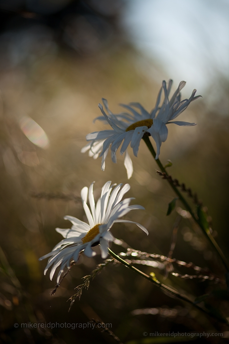 White Gerbera Flowers Photography