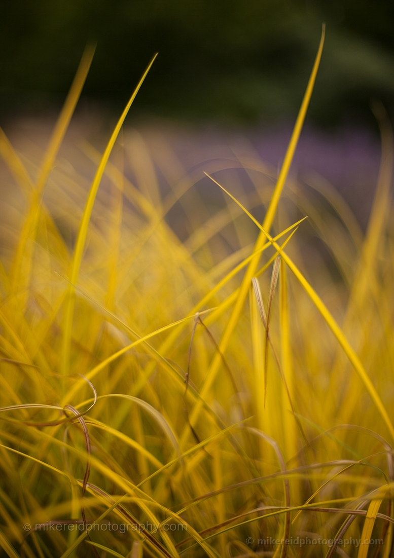Yellow Blades of Grass