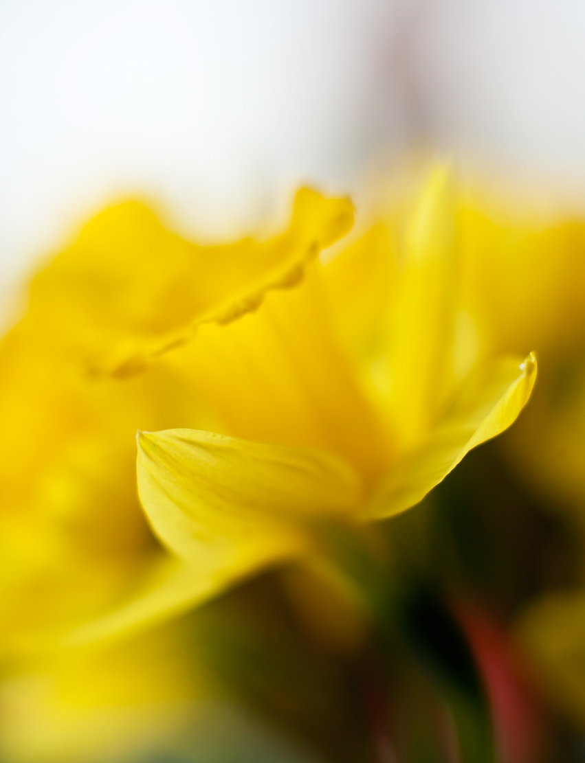 Yellow Daffodil Cup of Light.jpg 