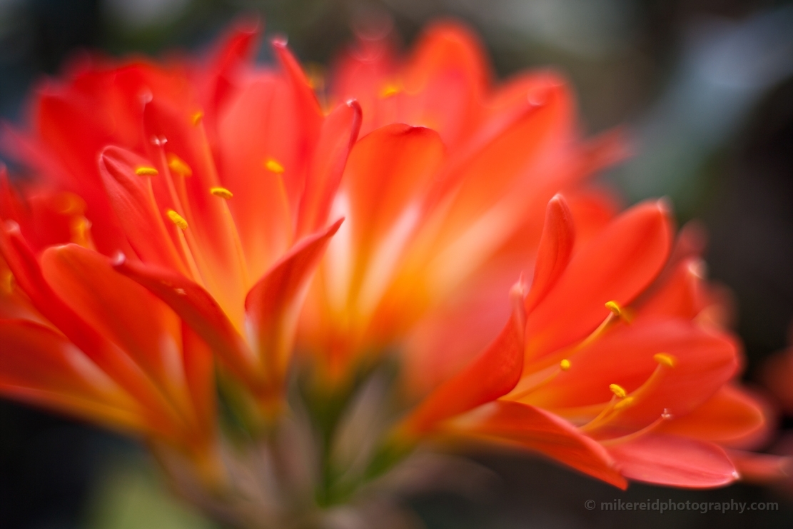 Yellow Orange Flowers Photography.jpg