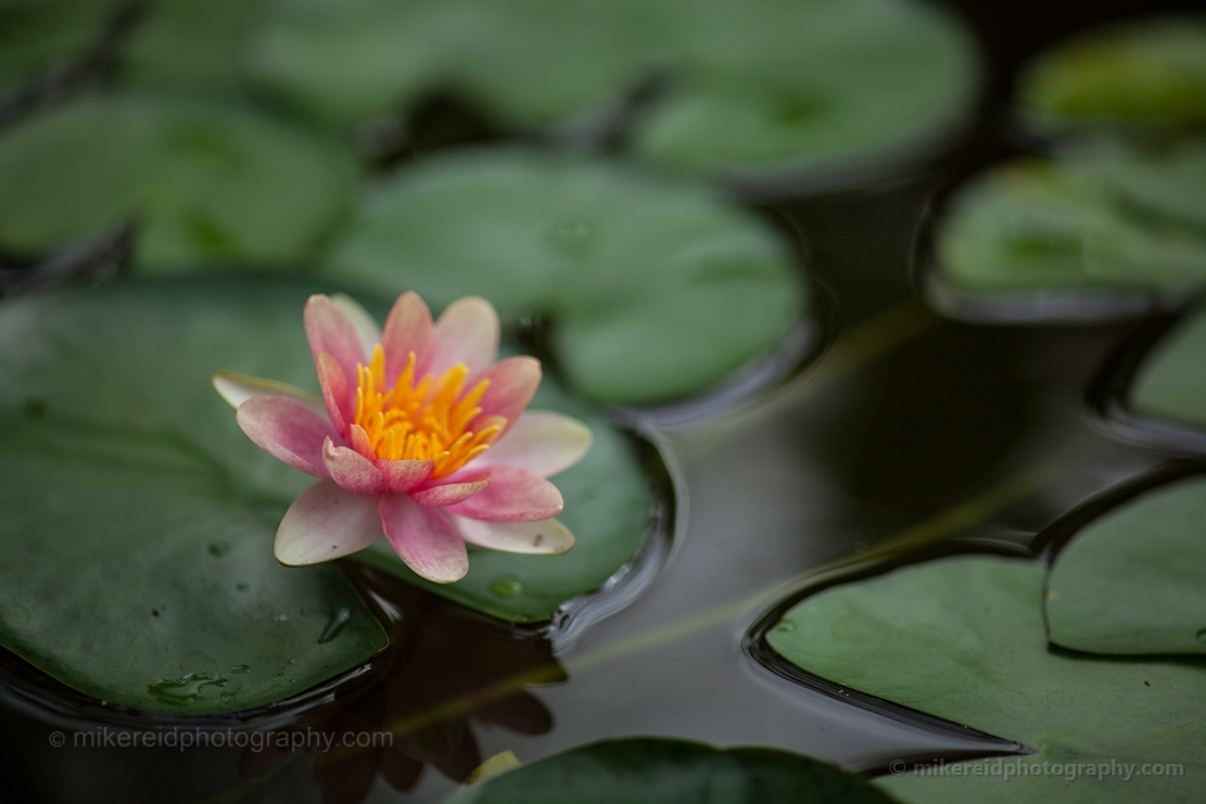 Yellow Single WAter Lilly Flower