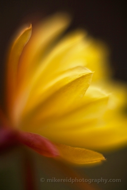 Yellow Succulent Cactus Flower.jpg