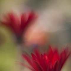 A Quiet Day.jpg To order a print please email me at  Mike Reid Photography : Flower, flowers, floral, floral photography, thin dof, abstract photography, beauty, poetic, zeiss, reid, beautiful flowers, stunning, colorful, botanical, clivia, thin depth of field, macro, flower macro