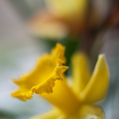 Beautiful Daffodil.jpg To order a print please email me at  Mike Reid Photography : Flower, flowers, floral, floral photography, thin dof, abstract photography, beauty, poetic, zeiss, reid, beautiful flowers, stunning, colorful, botanical, clivia, thin depth of field, macro, flower macro, daffodil