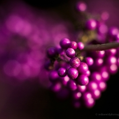 Beauty Berries.jpg To order a print please email me at  Mike Reid Photography : Flower, flowers, floral, floral photography, thin dof, abstract photography, beauty, poetic, zeiss, reid, beautiful flowers, stunning, colorful