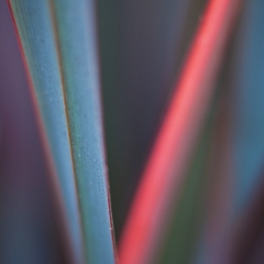 Blade of Red Green Grass Closeup.jpg To order a print please email me at  Mike Reid Photography