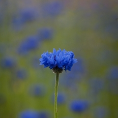 Blue Carnations Photograph.jpg
