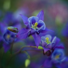 Blue Columbine Flourish.jpg To order a print please email me at  Mike Reid Photography