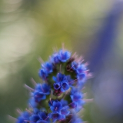 Blue Echium Clusters.jpg To order a print please email me at  Mike Reid Photography : Flower, flowers, floral, floral photography, thin dof, abstract photography, beauty, poetic, zeiss, reid, beautiful flowers, stunning, colorful, botanical, clivia, thin depth of field, macro, flower macro