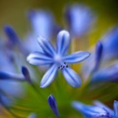 Blue Flower Abstracts.jpg To order a print please email me at  Mike Reid Photography : Flower, flowers, floral, floral photography, thin dof, abstract photography, beauty, poetic, zeiss, reid, beautiful flowers, stunning, colorful