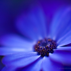 Blue Gerbera Daisy Flower.jpg To order a print please email me at  Mike Reid Photography : Flower, flowers, floral, floral photography, thin dof, abstract photography, beauty, poetic, zeiss, reid, beautiful flowers, stunning, colorful