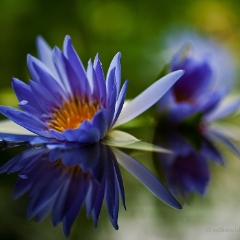 Blue Water Lilly Reflection Photography.jpg
