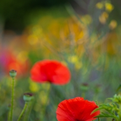 Brilliant Poppies.jpg To order a print please email me at  Mike Reid Photography : Flower, flowers, floral, floral photography, thin dof, abstract photography, beauty, poetic, zeiss, reid, beautiful flowers, stunning, colorful, botanical, clivia, thin depth of field, macro, flower macro